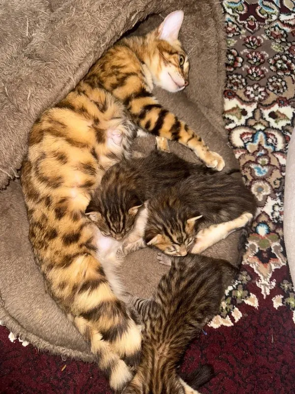 Bengal mushukchalar 5 iyun tuğilgan kuni 3 Bengal mushukchalar 5 iyun tuğilgan kuni 3