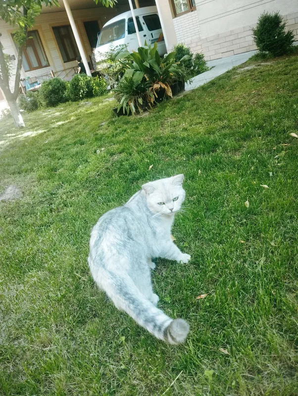 serebrestiy shinshilla erkak mushuk — фото 3