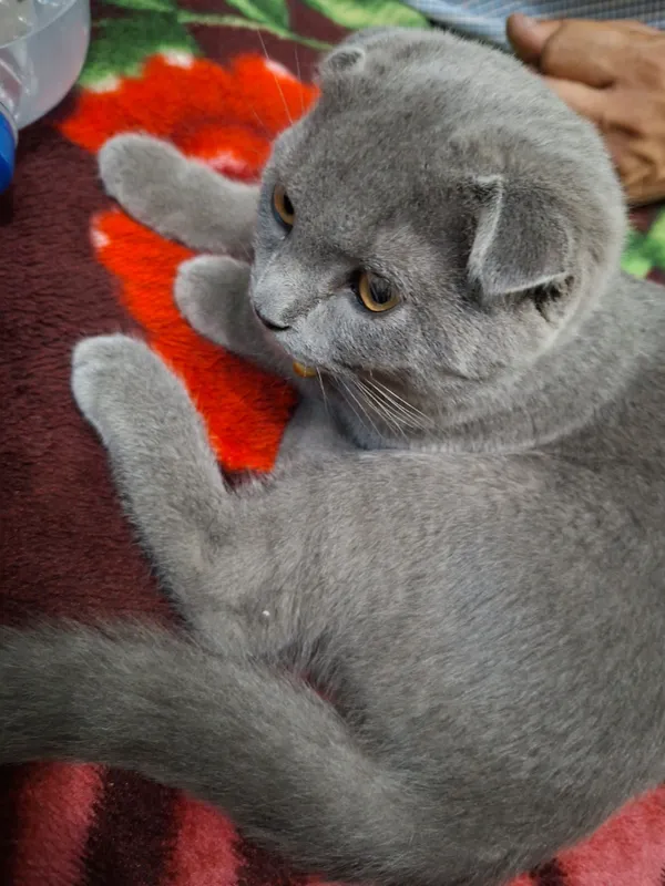 Продаётся чистокровный котёнок 2