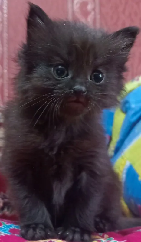 Отдам кошечку, в хорошие руки