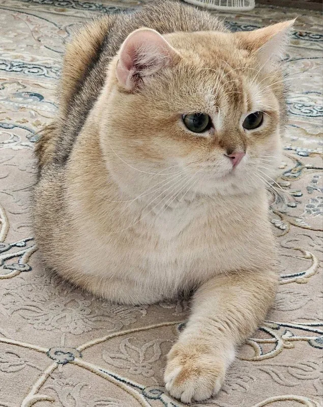 Продаются милые шотландские котята — фото 5