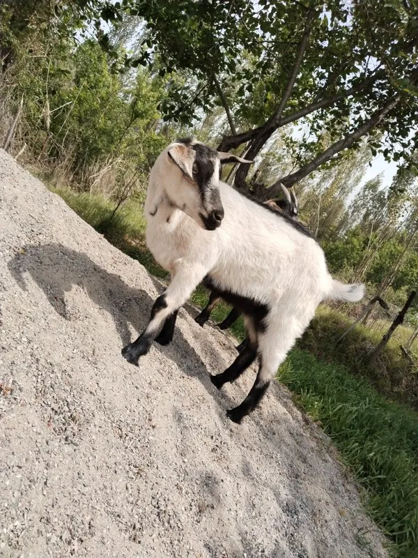 Alpa zanin echki sotiladi