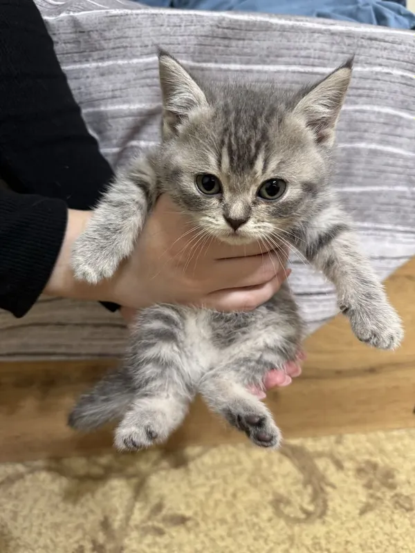 Продаются породистые котята (скоттиш страйт и скоттиш фолд)