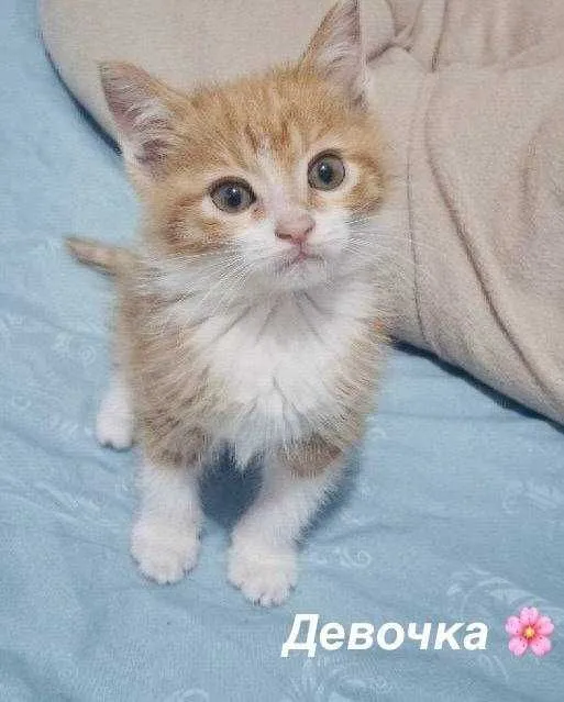Котята в добрые руки — фото 3