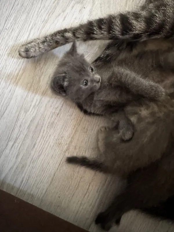 Отдам котят в добрые и заботливые руки 3 Отдам котят в добрые и заботливые руки 3