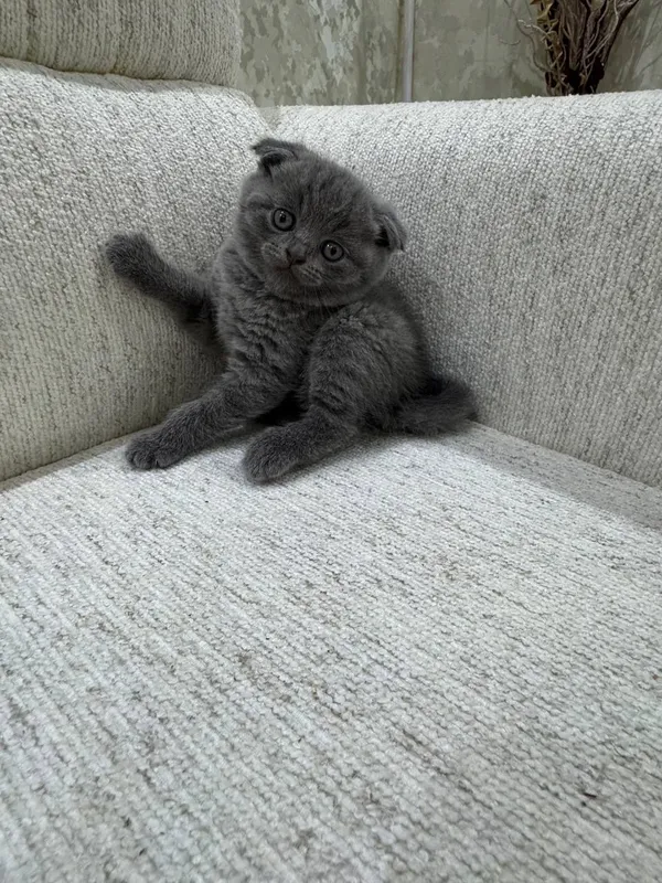 Скотишфолд 2 Скотишфолд 2