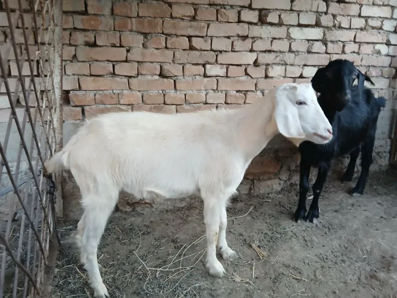 Echki sotiladi qisir ikkoviyam birinchi tug'ishi takaga qoysaxam bulad 1 Echki sotiladi qisir ikkoviyam birinchi tug'ishi takaga qoysaxam bulad 1
