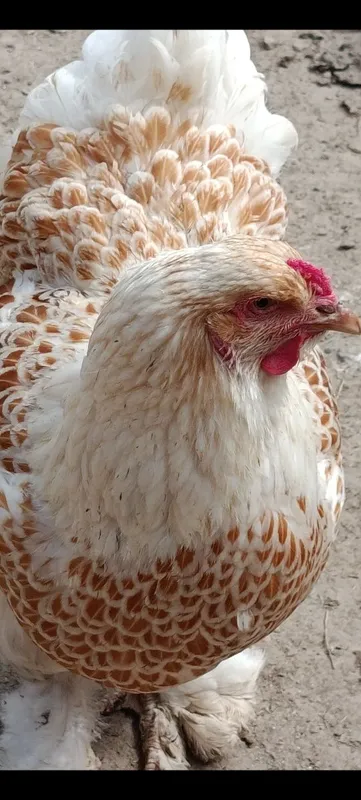 Продаются яйца курей породы брама белое золото