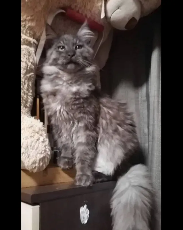 Готовы к брони котята мейнкуна 1