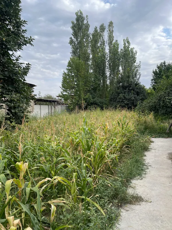Fargona viloyati, Fargona tumani, Yangi ariq 8 a 8 sotix yer sotiladi 2 Fargona viloyati, Fargona tumani, Yangi ariq 8 a 8 sotix yer sotiladi 2