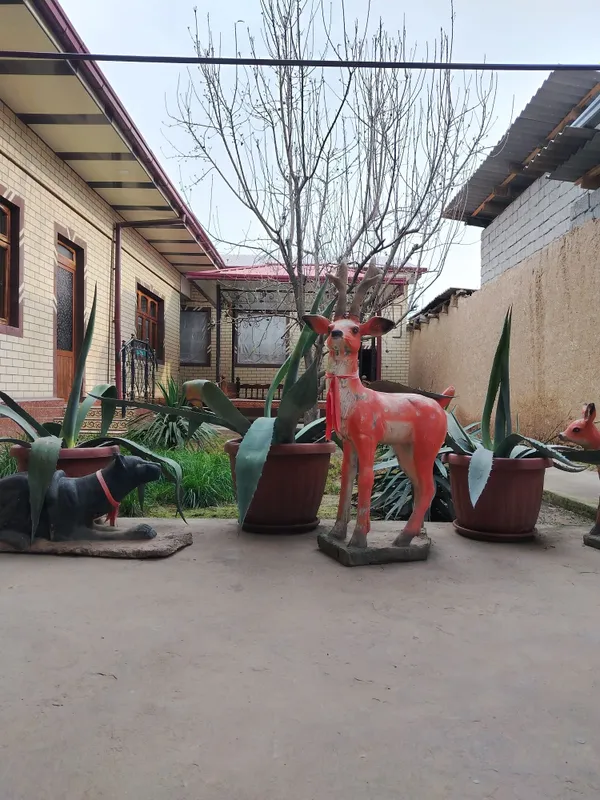 Kotta Agavalar sotiladi 7 Kotta Agavalar sotiladi 7