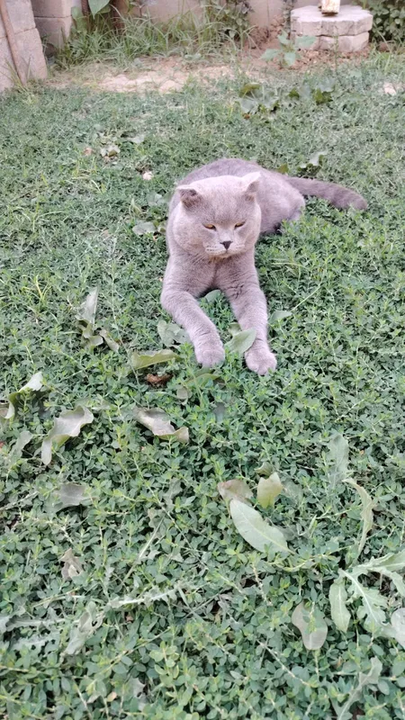 Скотч страйт котята 3