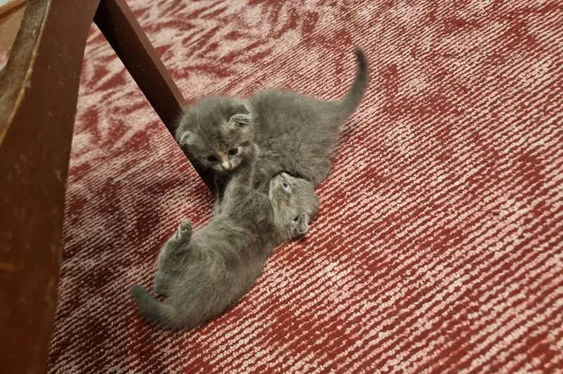 Британские короткошёрстные котята 2