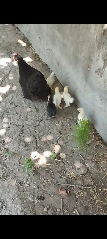 Karlik tovuqchamiz sotiladi 6 ta jujasi bilan birga — фото 2