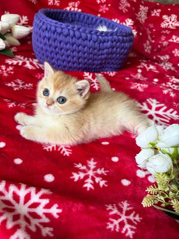 котята золотые шиншиллы — фото 4
