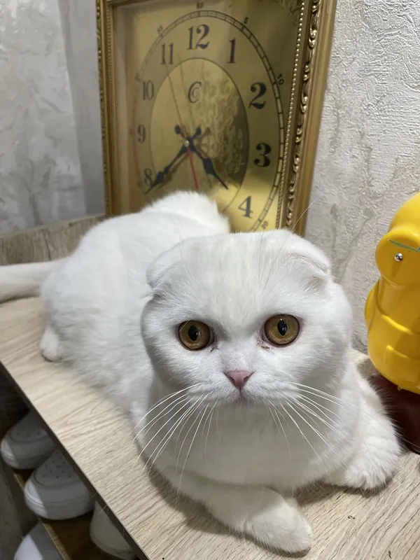 VYAZKA UN!! Scottish fold white