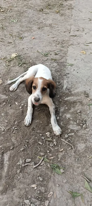 Spaniel kuchugi uy izlamoqda 4 Spaniel kuchugi uy izlamoqda 4