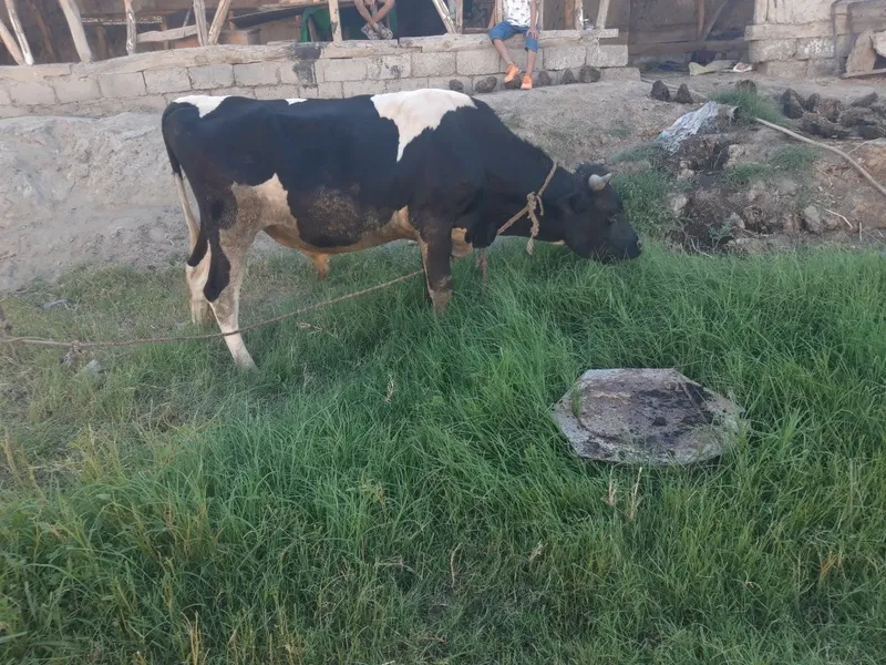 Xo‘jalik moli sotiladi sog‘lom ho‘kiz 4 Xo‘jalik moli sotiladi sog‘lom ho‘kiz 4