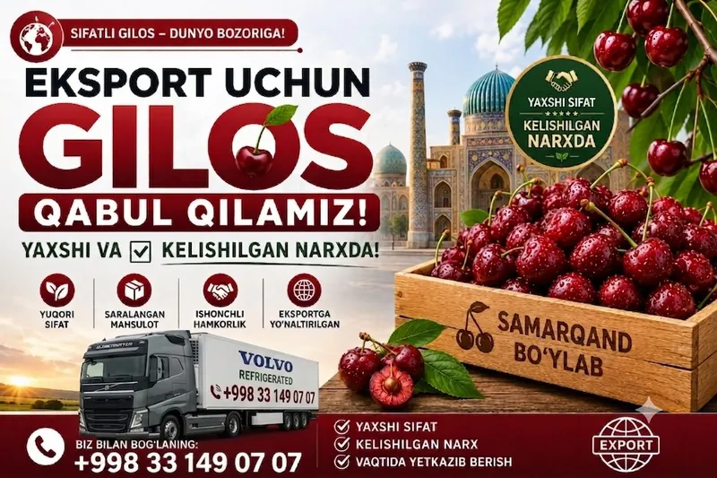 Eksport uchun gilos qabul qilamiz / Zakupka chereshni na eksport