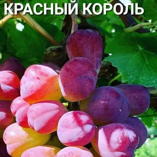 УЗУМ енг янги сортлари бор сортига кафолат берамиз — фото 1