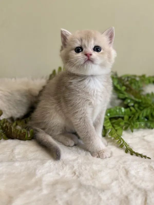 Продаются срочно британские котята — фото 2