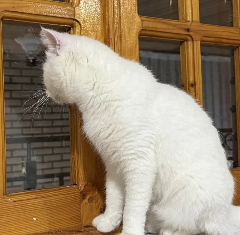 Продается British Shorthair! 2 Продается British Shorthair! 2