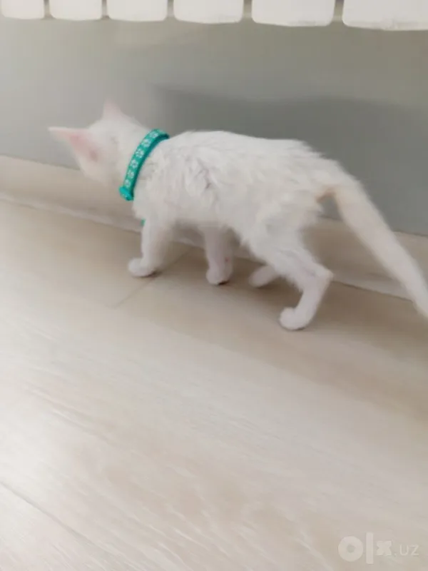 Котёнок турецкой ангоры, очень умный и добрый, 2,5 месяца, белоснежного окраса. 3 Котёнок турецкой ангоры, очень умный и добрый, 2,5 месяца, белоснежного окраса. 3