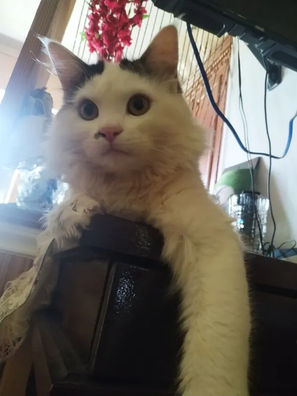 Отдам кота в хорошие руки — фото 1