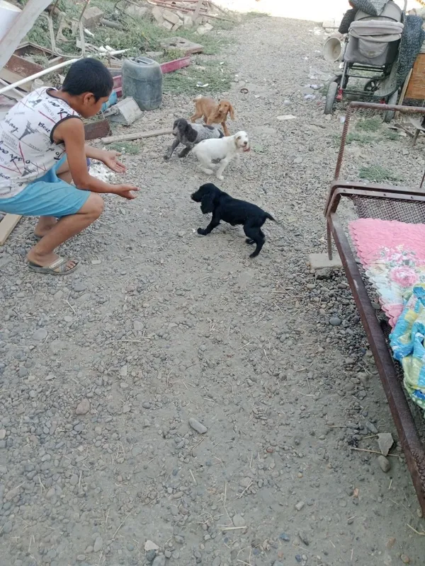 Spaniel kuchukchalar sotiladi 1
