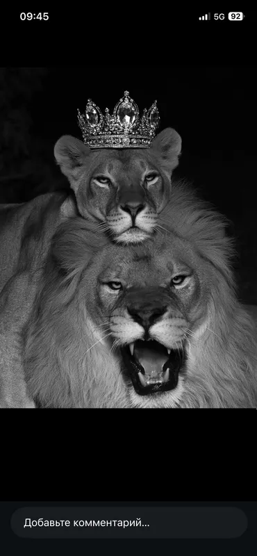 Lion 2