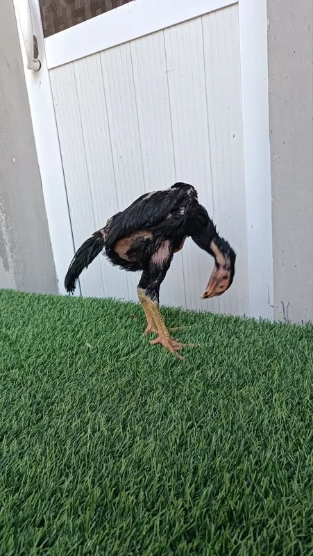 Dakan joja xoroz sotiladi 4