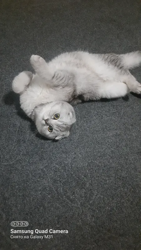 кот для вязки