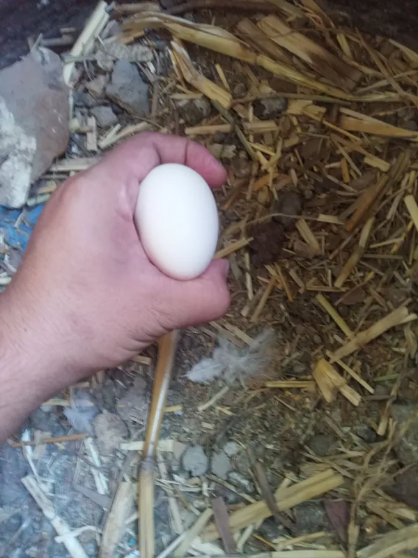 Brama tuxumlari 3 Brama tuxumlari 3