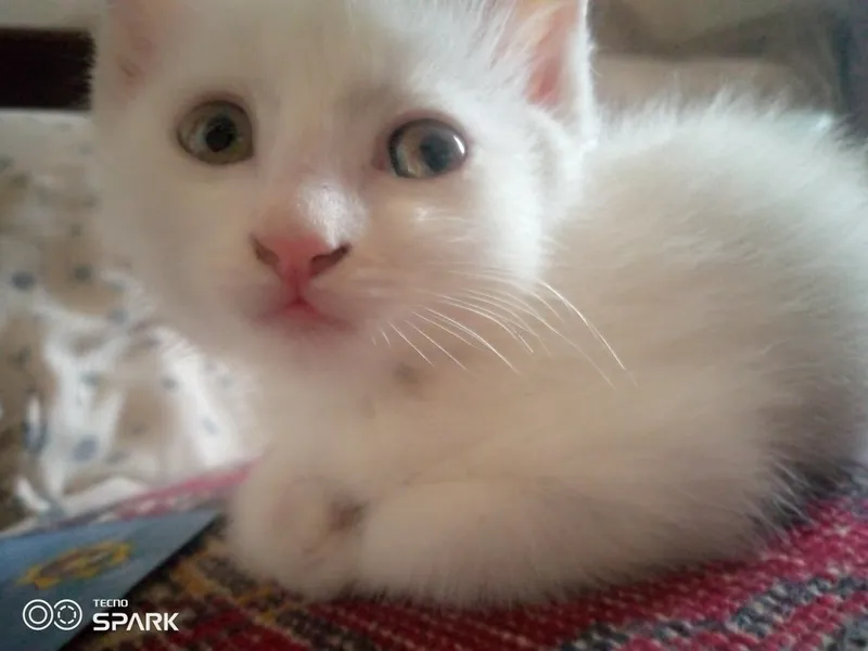Продам две кошки