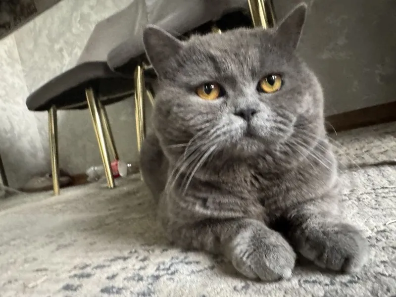 Котята британский + шотладская породистые 4 Котята британский + шотладская породистые 4