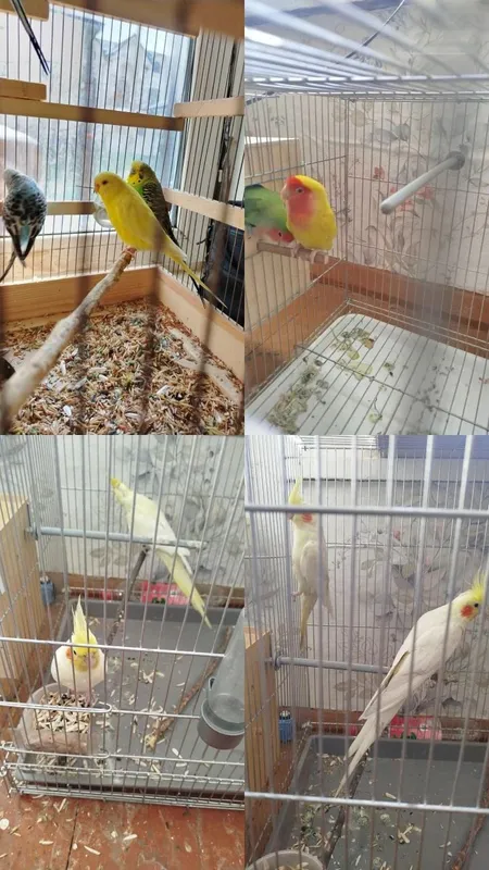 Продаю попугаев