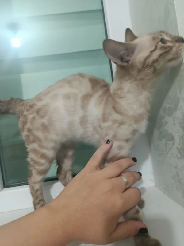 Mushuk sotiladi bengal 1 Mushuk sotiladi bengal 1
