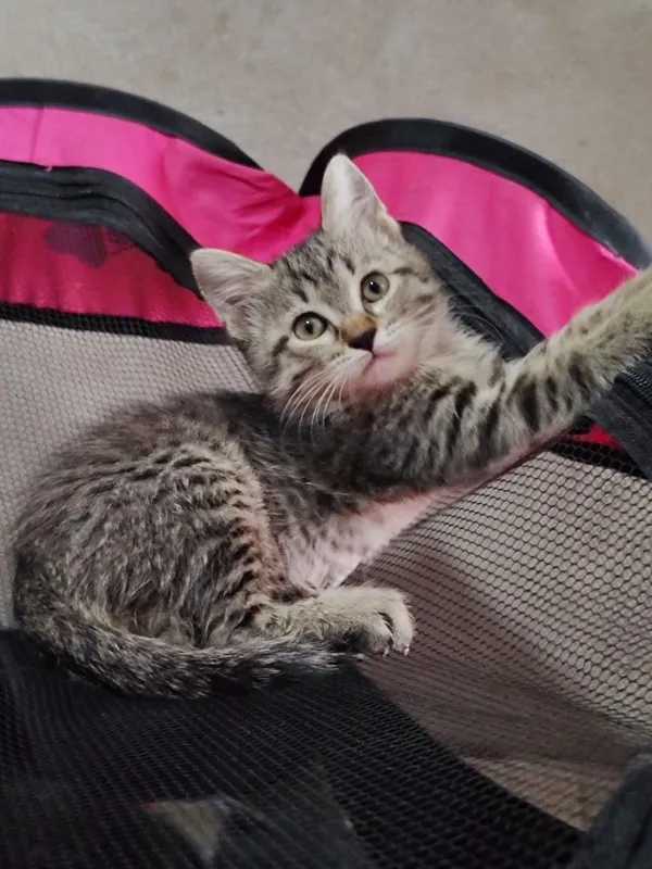 Отдам даром котенка