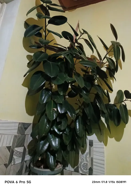fikus qora shaxzoda guli 1 fikus qora shaxzoda guli 1