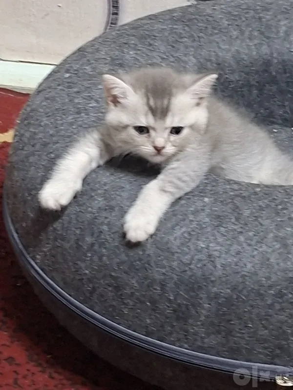 Британский котенок 1 Британский котенок 1
