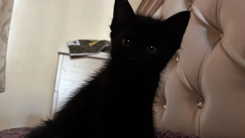Котенок 1месяцев — фото 1