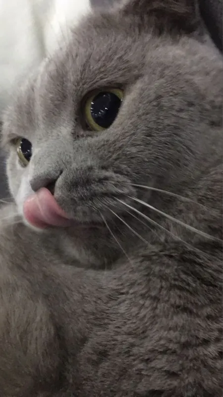 Кошка:Скотиш Фолд 3 Кошка:Скотиш Фолд 3