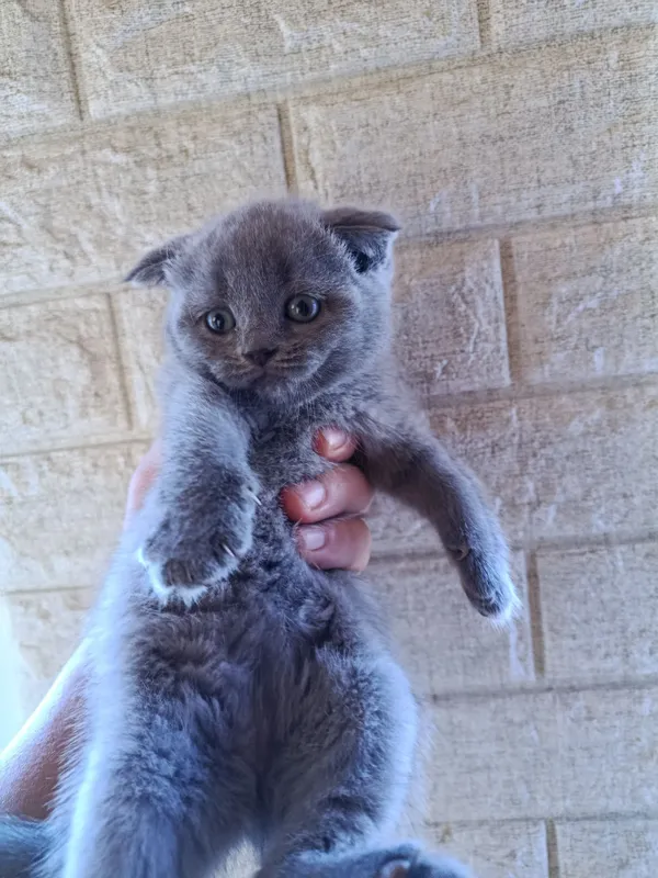 Продаются котята 1 Продаются котята 1