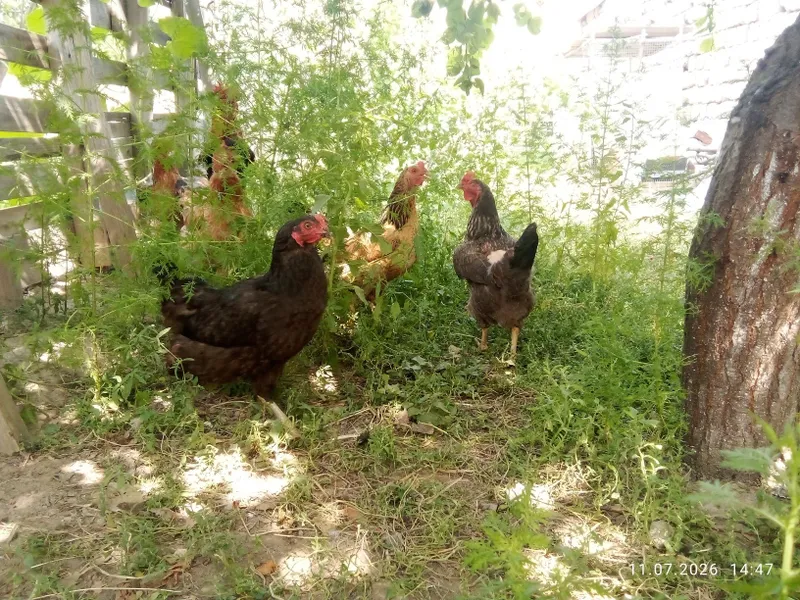 Tovuqlar sotiladi 4 Tovuqlar sotiladi 4