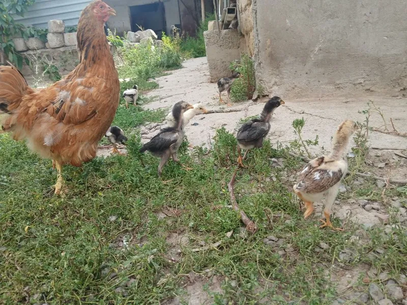 Dakan jojala sotiladi ota onasi rasimda tuxumgayam zakaz olamiz 4