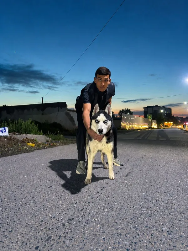 Sibiriski xaski 6 oylik erkak 5 Sibiriski xaski 6 oylik erkak 5
