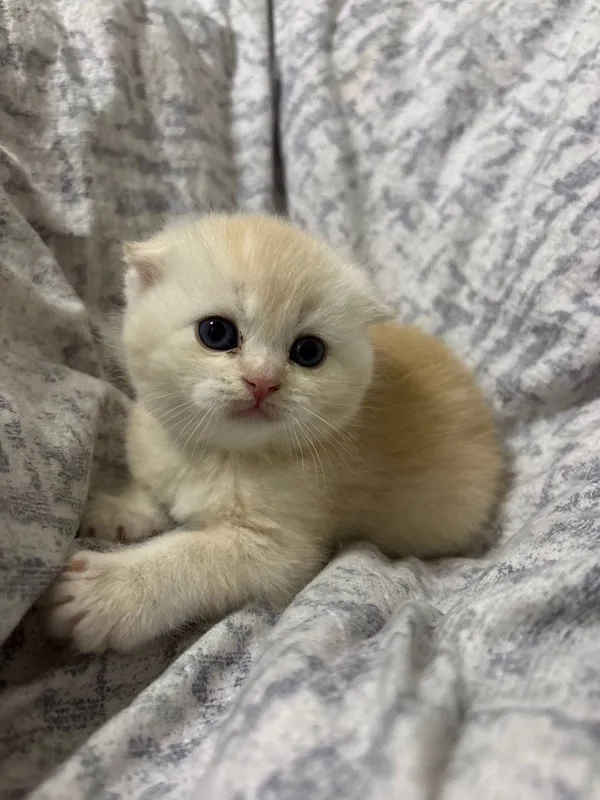 2 oylik Scottish Fold mushukchalar sotiladi, 120 sh.b. 6