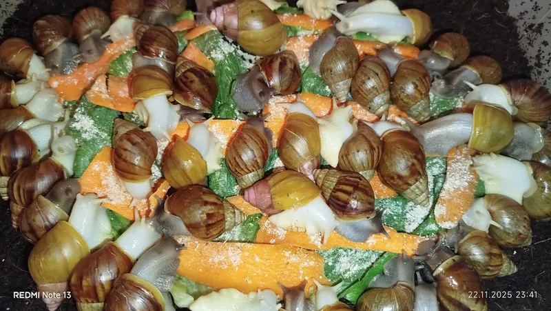 улитки ахатина 1 улитки ахатина 1