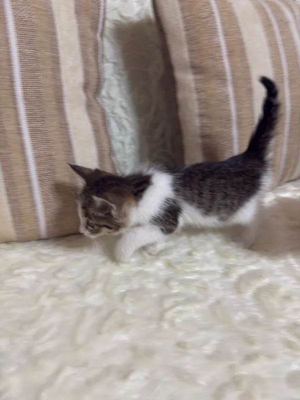 Котят даром. В добрые руки 3 Котят даром. В добрые руки 3