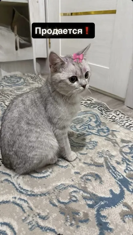 Shinshilla 08. Shinshilla 08.